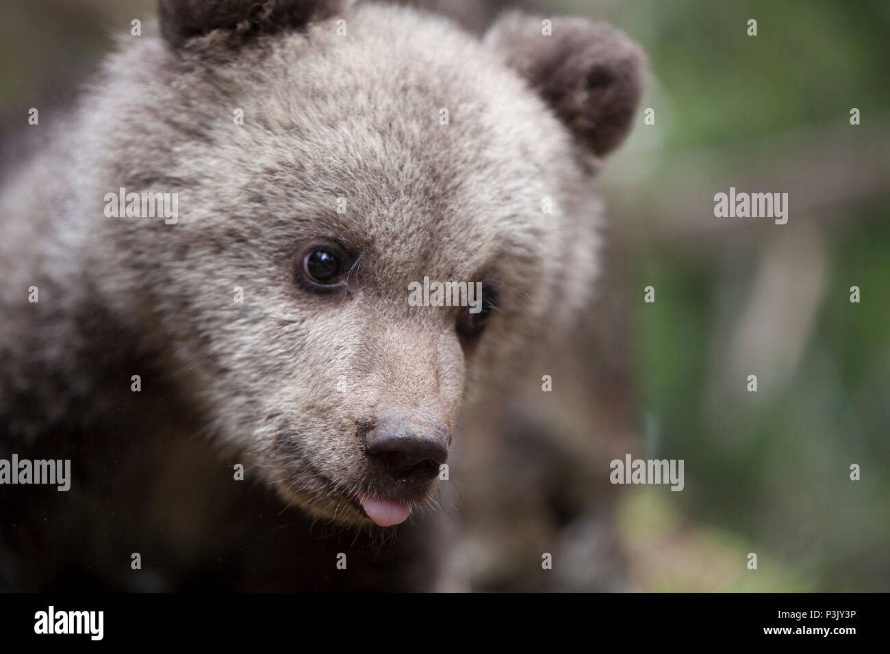 Adorable Baby Bear Cub Holding die Zunge raus aus der Nähe suchen awaywith grüner Hintergrund Stockfoto