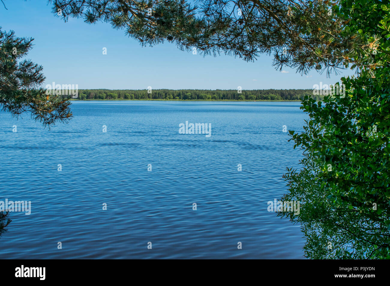 Der Regenwald von Belarus in einer schönen sonnigen Stockfoto
