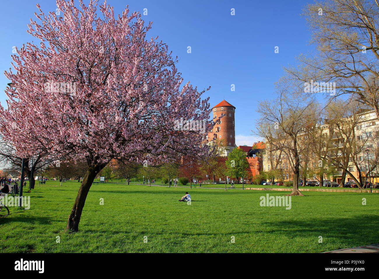 Park in der Nähe Schloss Wawel in Krakau, Polen, Feder, Baum mit rosa Blumen, Blüten bedeckt, die Menschen entspannen, im Gras sitzen, laufen Stockfoto