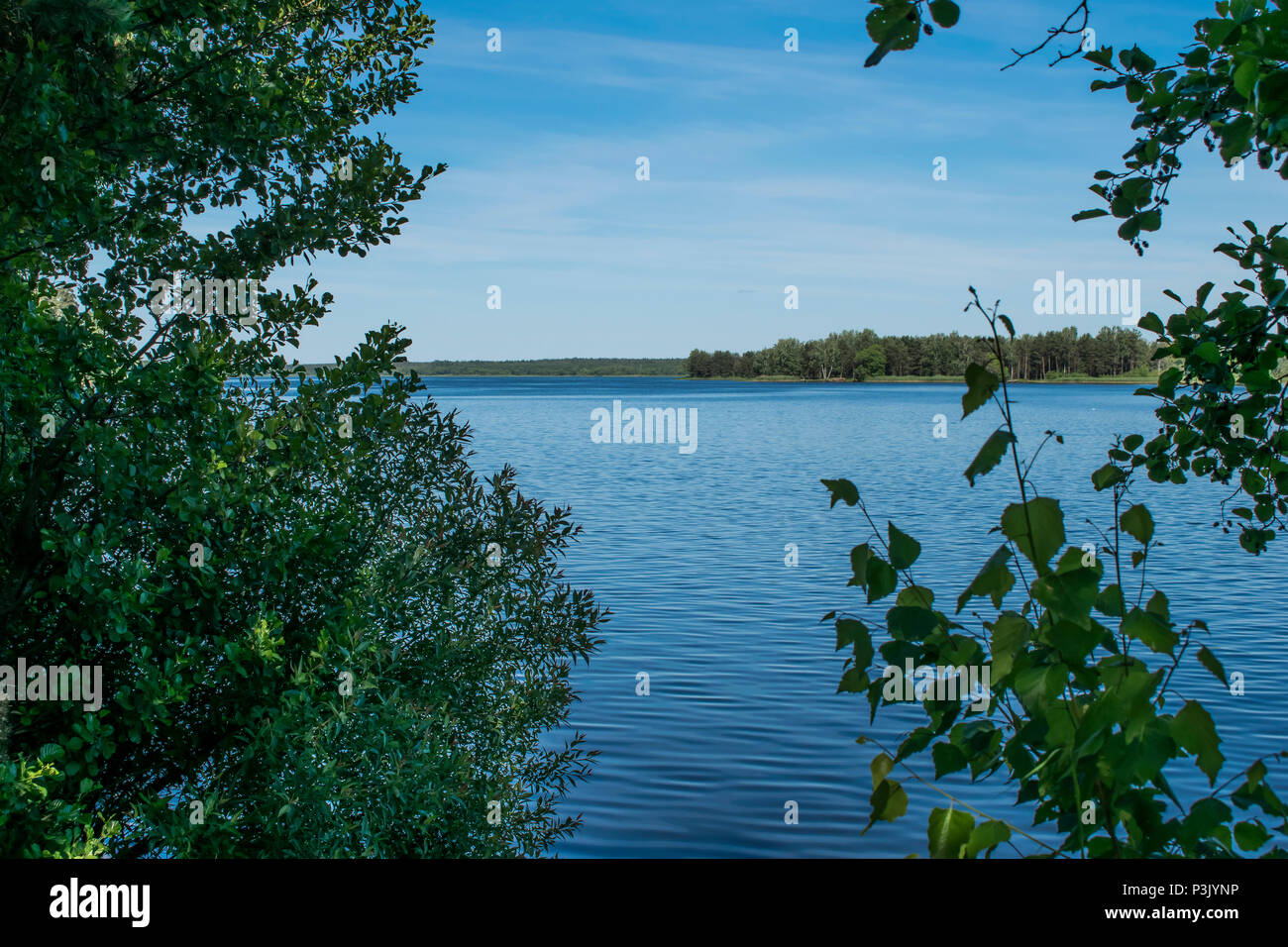 Der Regenwald von Belarus in einer schönen sonnigen Stockfoto