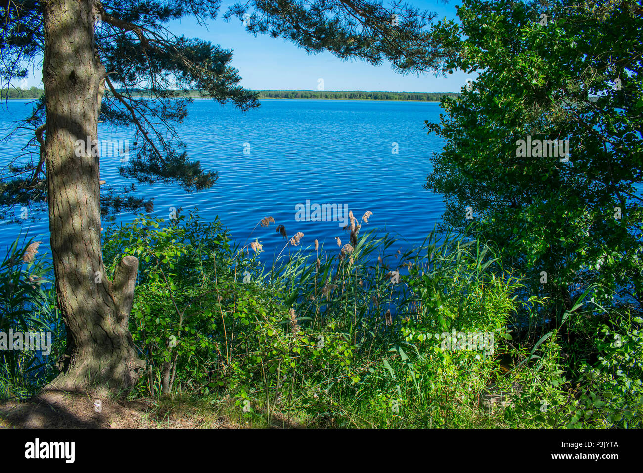 Der Regenwald von Belarus in einer schönen sonnigen Stockfoto