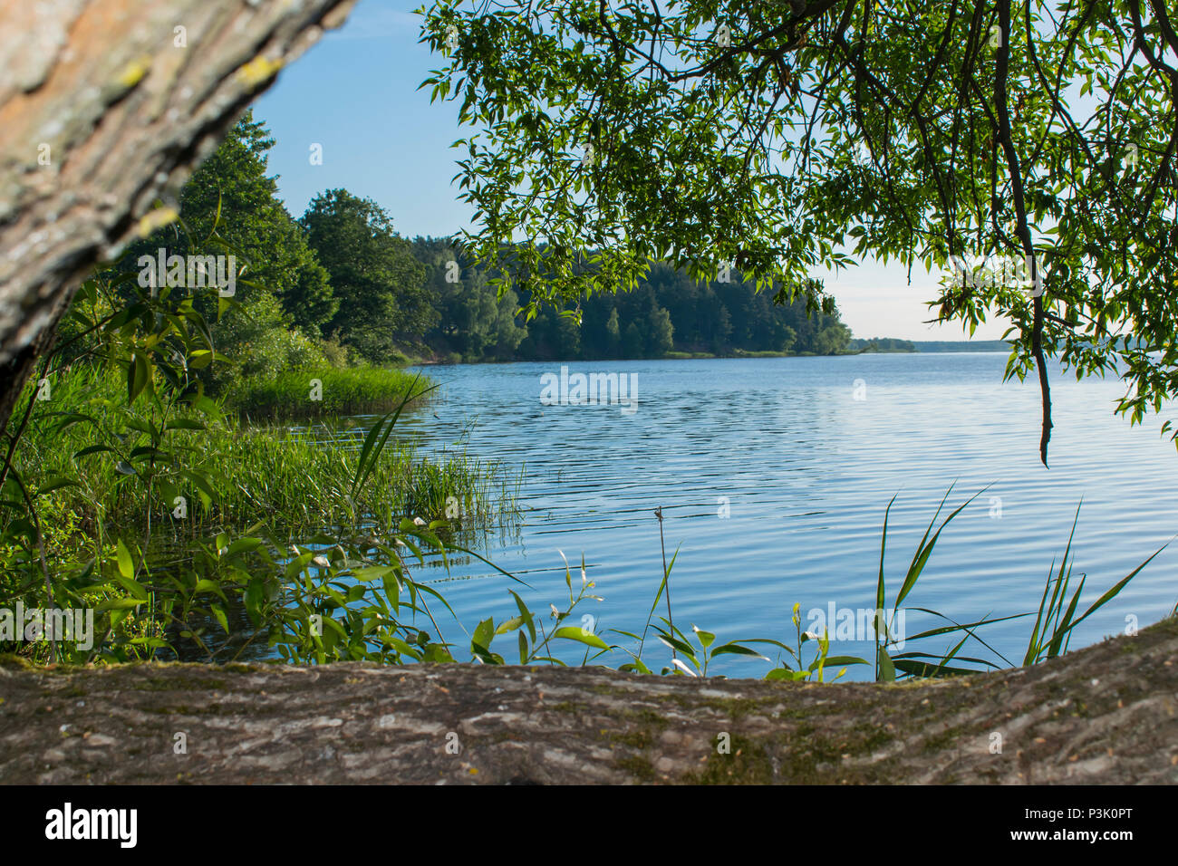 Der Regenwald von Belarus in einer schönen sonnigen Stockfoto