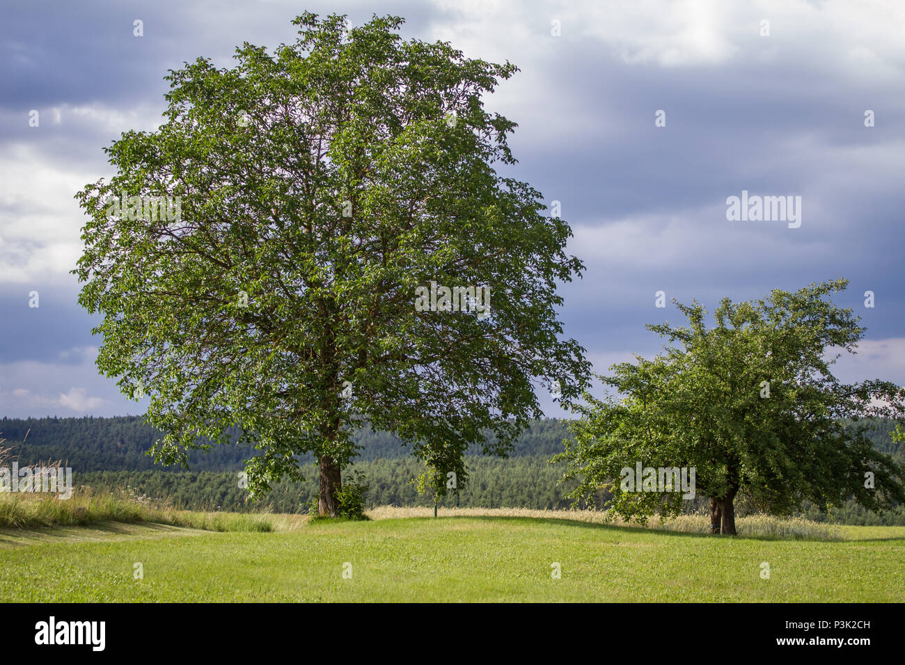 Orchard Wiese in der Nähe von einem Bauernhof Stockfoto