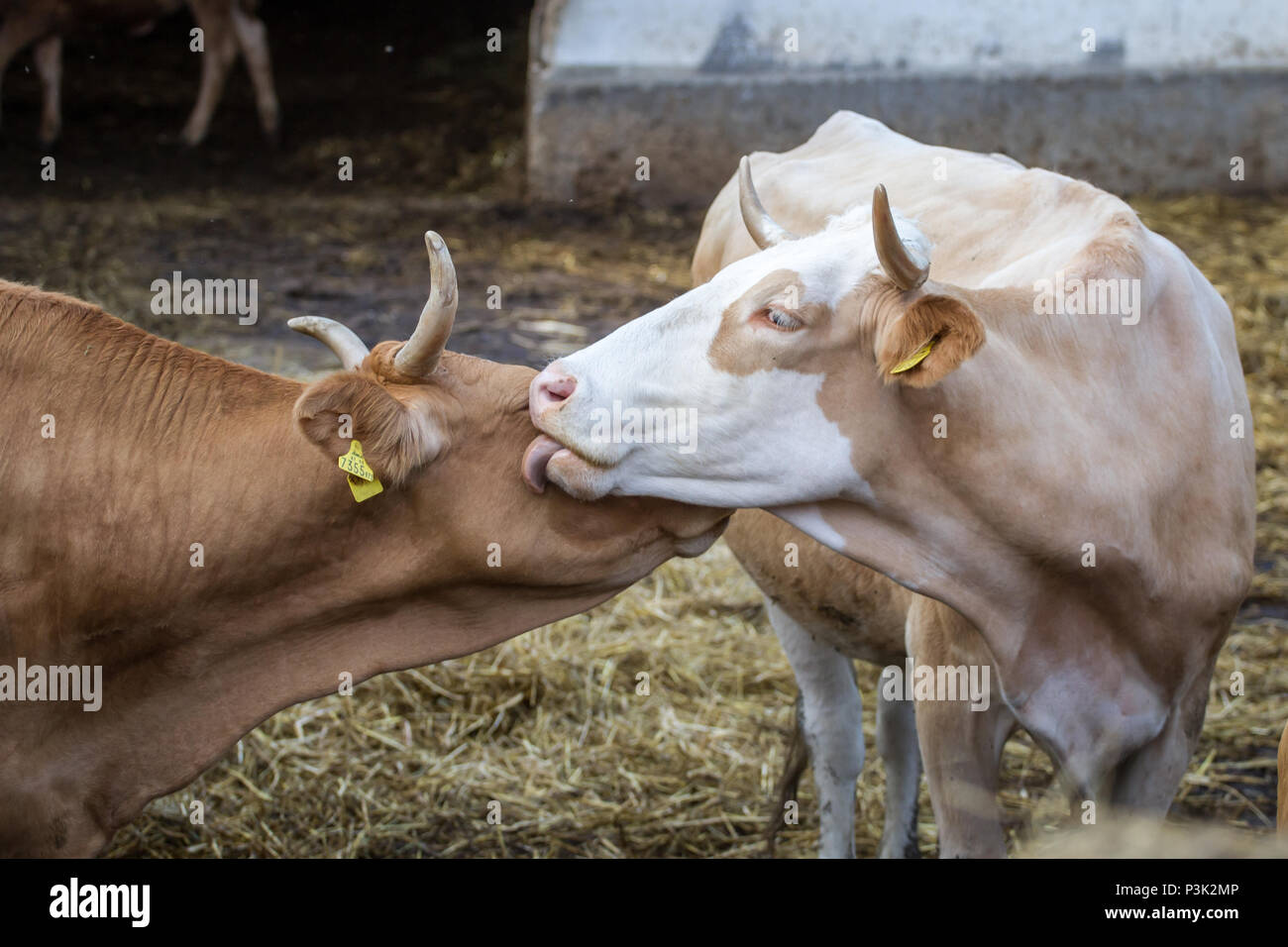 Kostenlos - Angebot Rinder (Bos primigenius taurus) Stockfoto