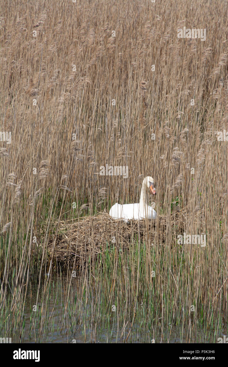 Swan sitzen auf Nest zwischen Schilf Stockfoto