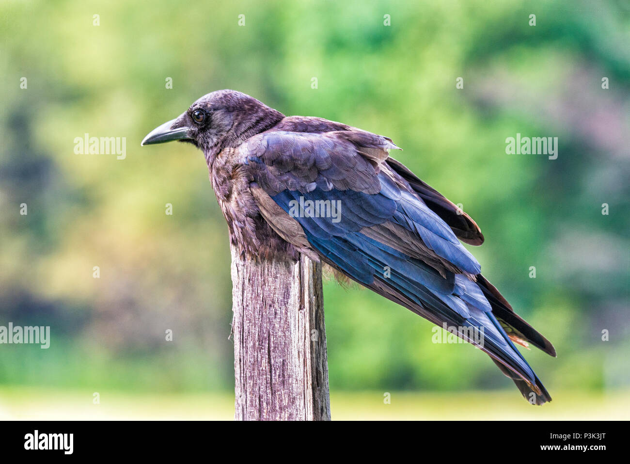 Horizontale Nahaufnahme eines rumpled Raven auf einem zaunpfosten mit einem unscharf Hintergrund. Stockfoto