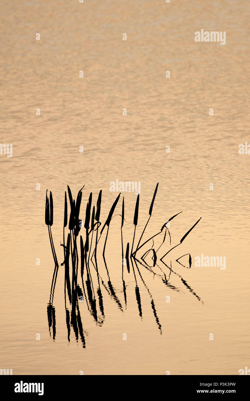 Pfeilspitze Silhouette, Indian River County Feuchtgebiete, Vero Beach, Florida Stockfoto