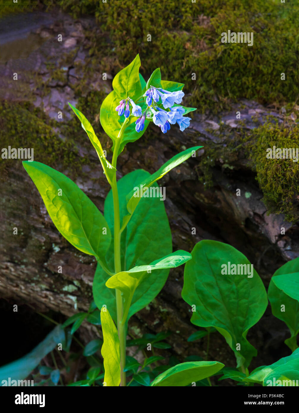 Vertikale Nahaufnahme eines Virginia Blue Bell flower in den Smokey Mountains. Stockfoto