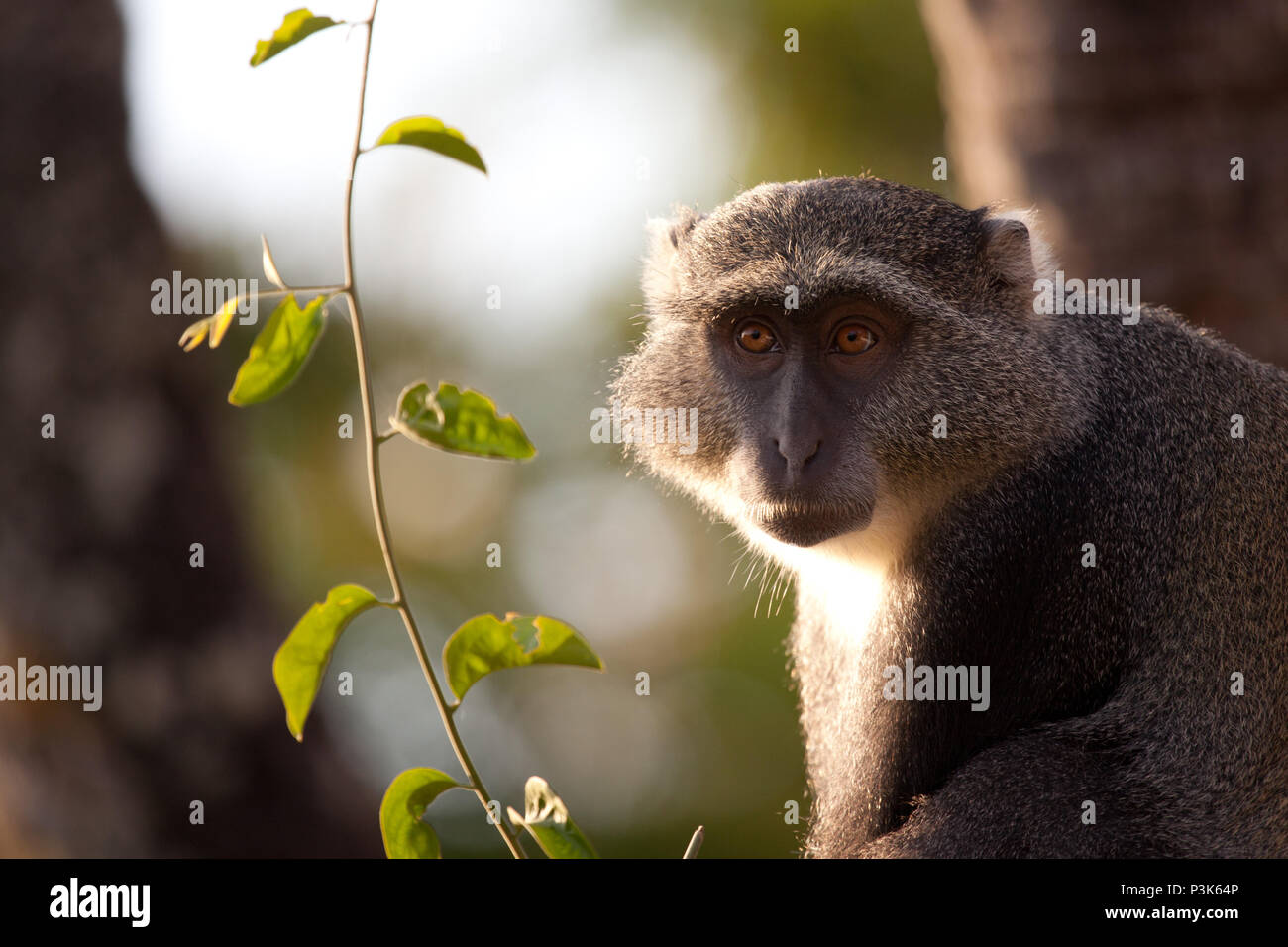 Sykes' Affe im Wald in der Dämmerung, Tansania. Stockfoto