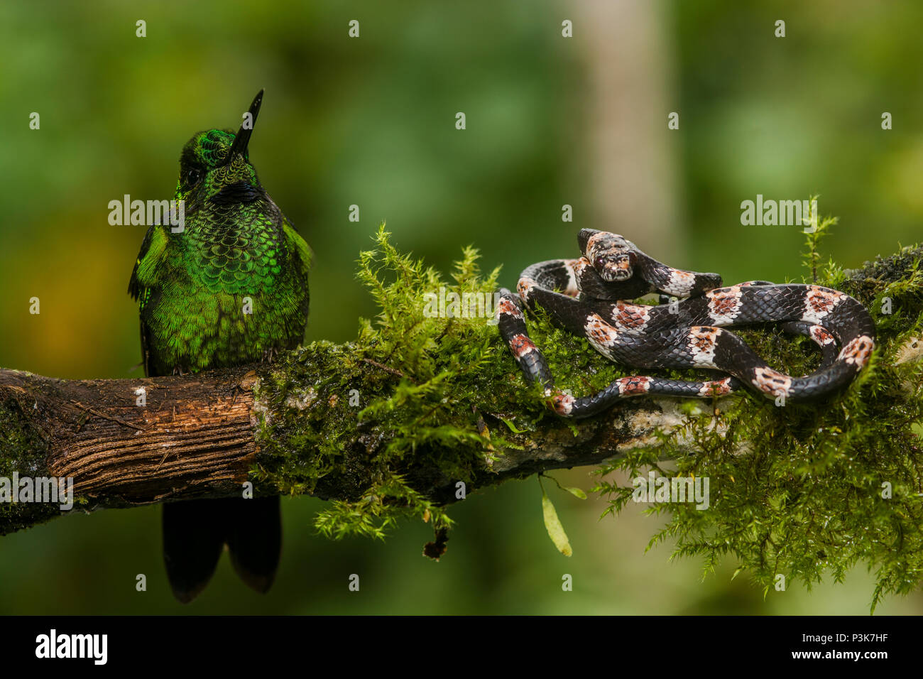 Eine grüne - gekrönte Brillant (Heliodoxa jacula) sitzt neben dem neu entdeckten Bob ridgely der Schnecke Esser (Dipsas bobridgelyi) im südlichen Ecuador. Stockfoto