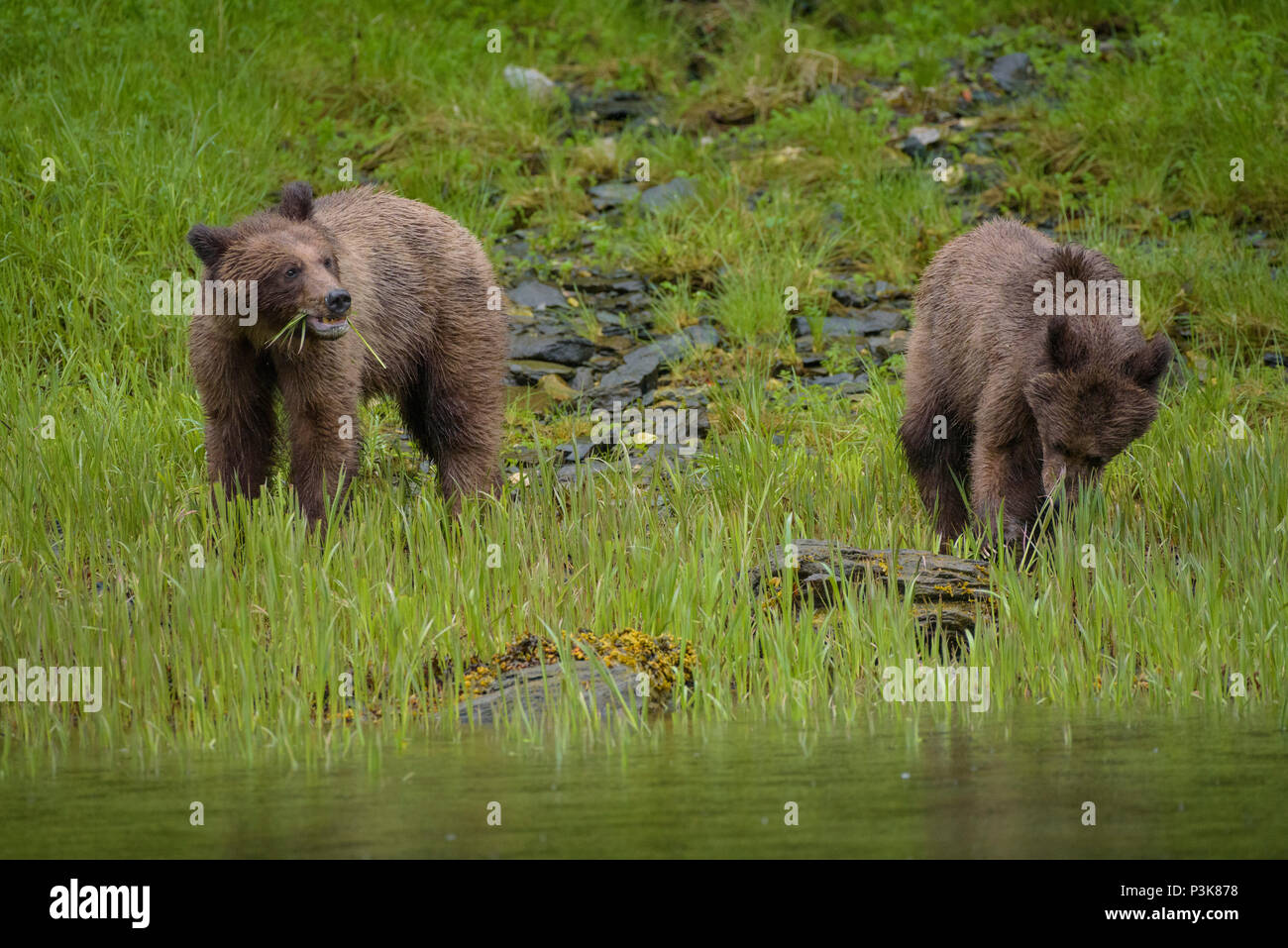 Braunbär, Grizzly (Ursus arctos) in den Das Khutzeymateen Grizzly Heiligtum, British Columbia, Kanada Stockfoto