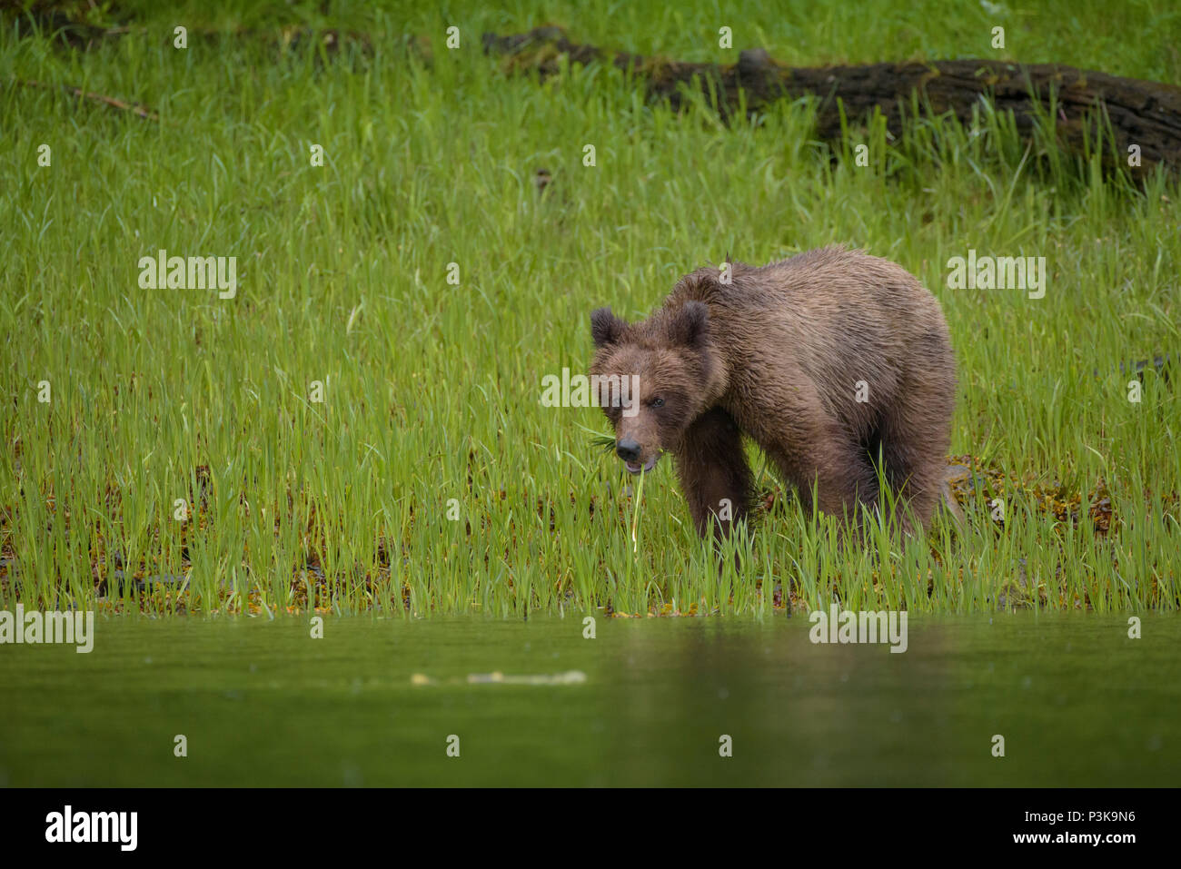 Braunbär, Grizzly (Ursus arctos) in den Das Khutzeymateen Grizzly Heiligtum, British Columbia, Kanada Stockfoto