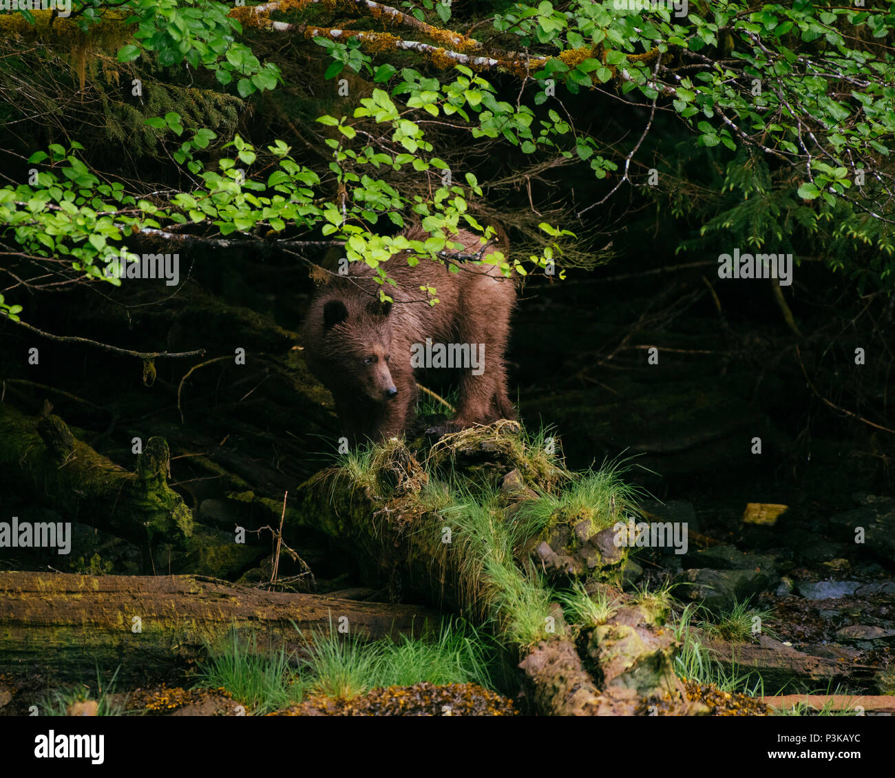 Braunbär, Grizzly (Ursus arctos) in den Das Khutzeymateen Grizzly Heiligtum, British Columbia, Kanada Stockfoto