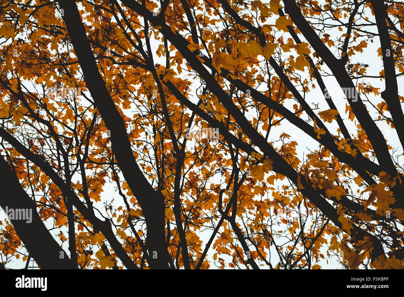 In der Nähe - uo eines Ahorn im Herbst Garten Stockfoto