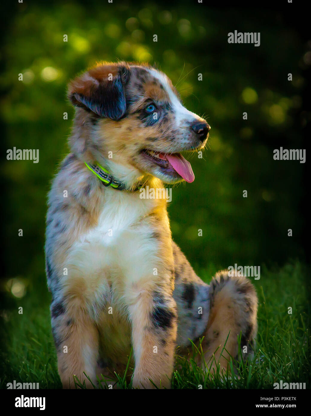 Australian Shepherd Welpe, 3 Monate alt Stockfoto