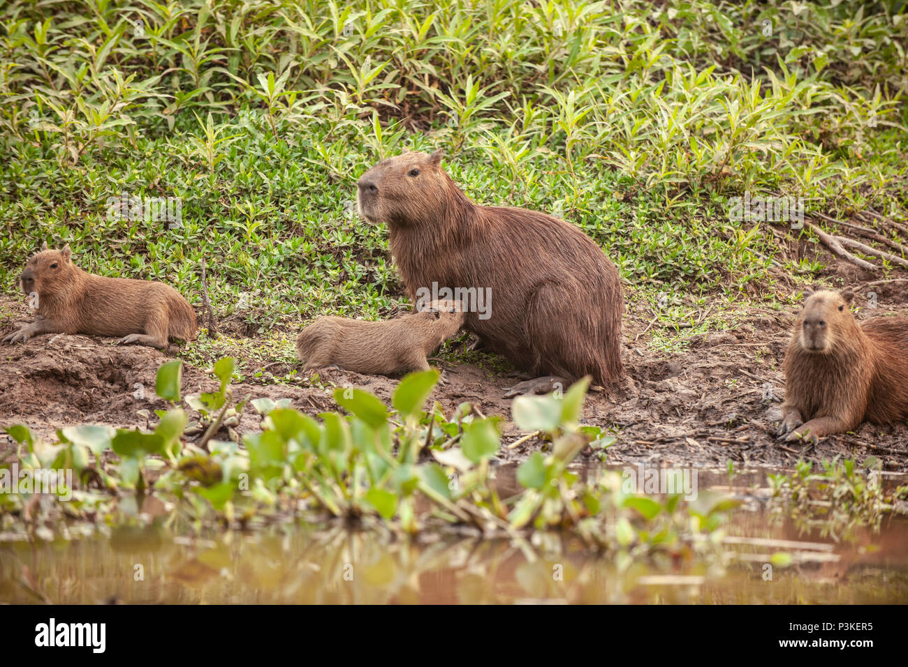 Junge capybara (Hydrochoerus hydrochaeris) von seiner Mutter gesäugt mit anderen jungen Wasserschweine durch Sitzen nah an Sein Stockfoto