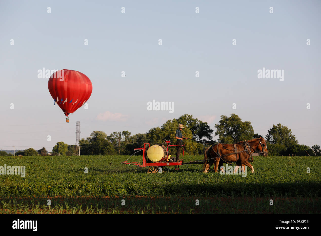 Amish Bauer arbeiten im Feld, während Hot Air Balloon im Hintergrund steigt, Lancaster County, Pennsylvania, USA Stockfoto