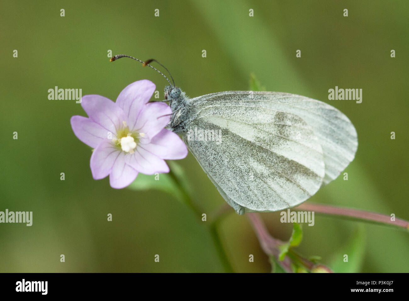 Holz weiß Schmetterling (Leptidea sinapis) ruht auf Rosa wildflower bei Eichenholz Holz, Surrey, Großbritannien Stockfoto