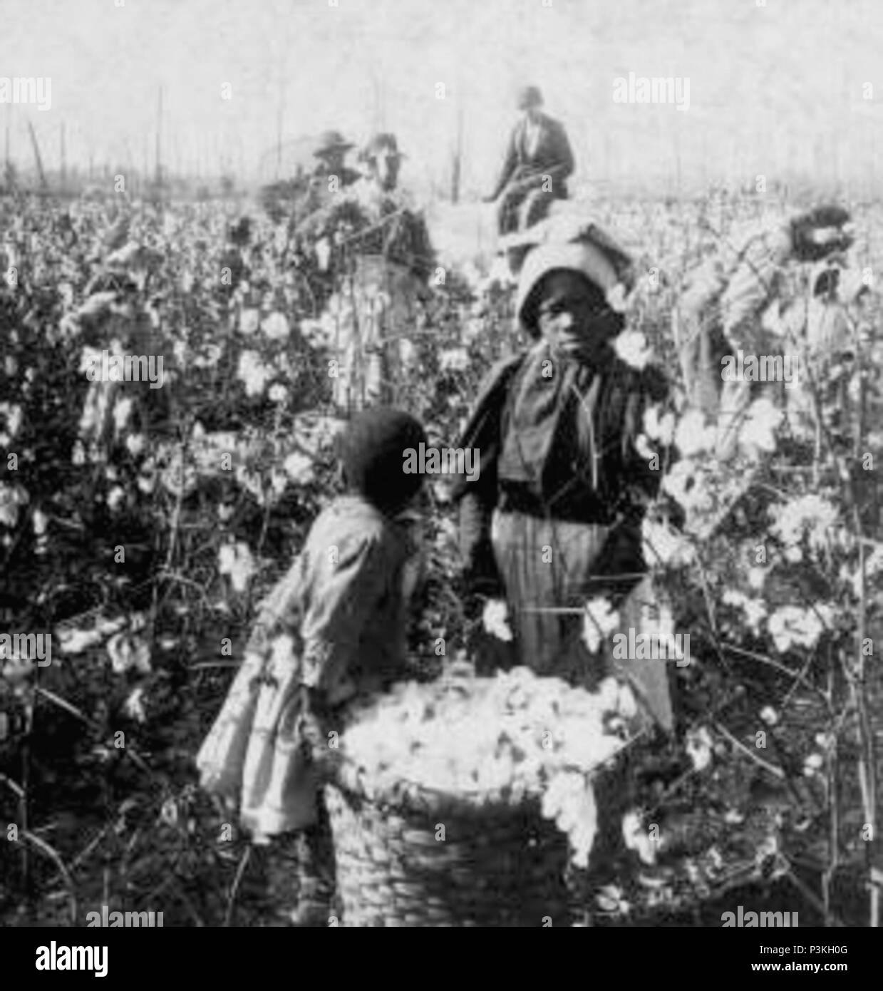 . "Wir von e's allen dis-Mornin'." [Mädchen mit Ballen Baumwolle im Feld.]. Abdeckung: 1868?-1900?. Digitale Element veröffentlicht 6-14 2006; 2-12-2009 aktualisiert. 6 "Wir e Von allen dis-Mornin'." (Mädchen mit Ballen Baumwolle im Feld.), von Keystone View Company gereinigt Stockfoto