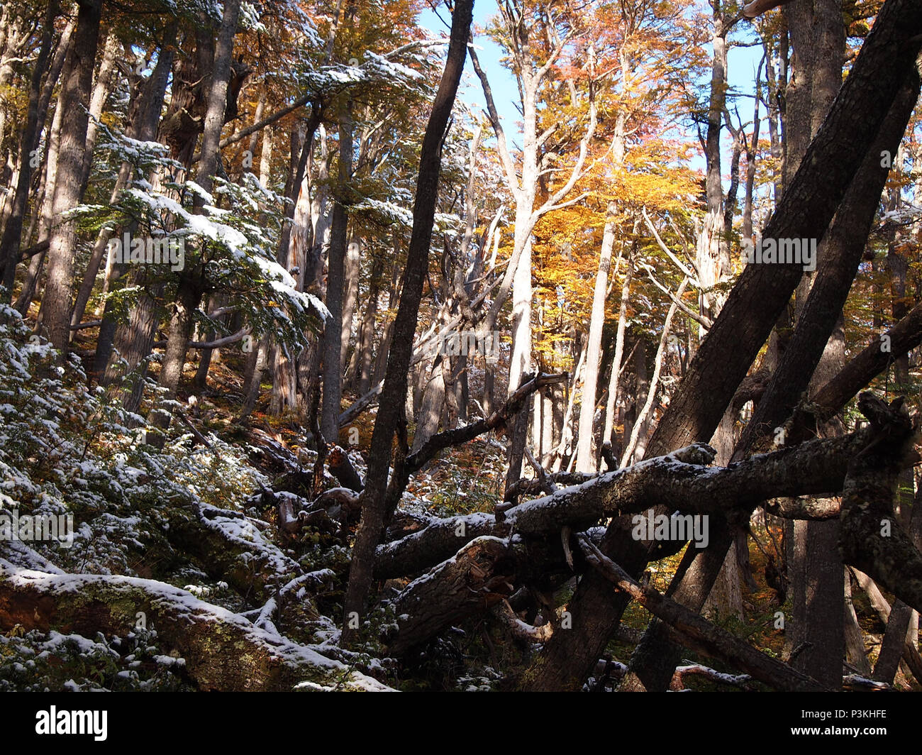 Herbst Farben der subpolaren Buchenwälder der Insel Navarino, Chile - südlichste Wälder der Welt Stockfoto