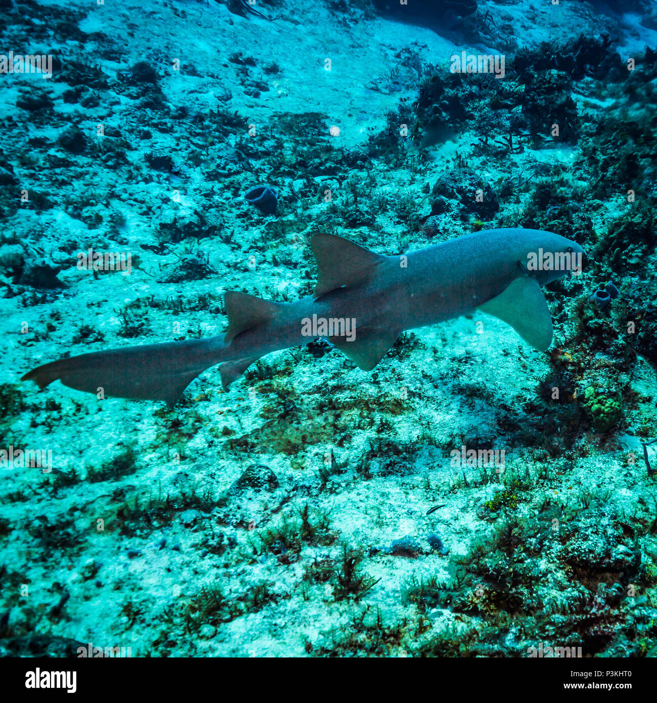 Ammenhai auf Kozumel Island Reef Stockfoto