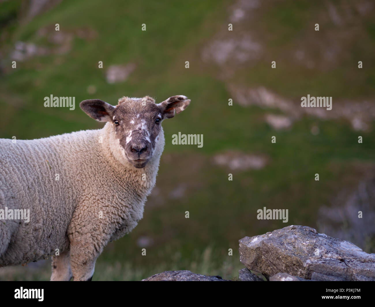 Schaf schauend in die Kamera im Peak District von Großbritannien Stockfoto