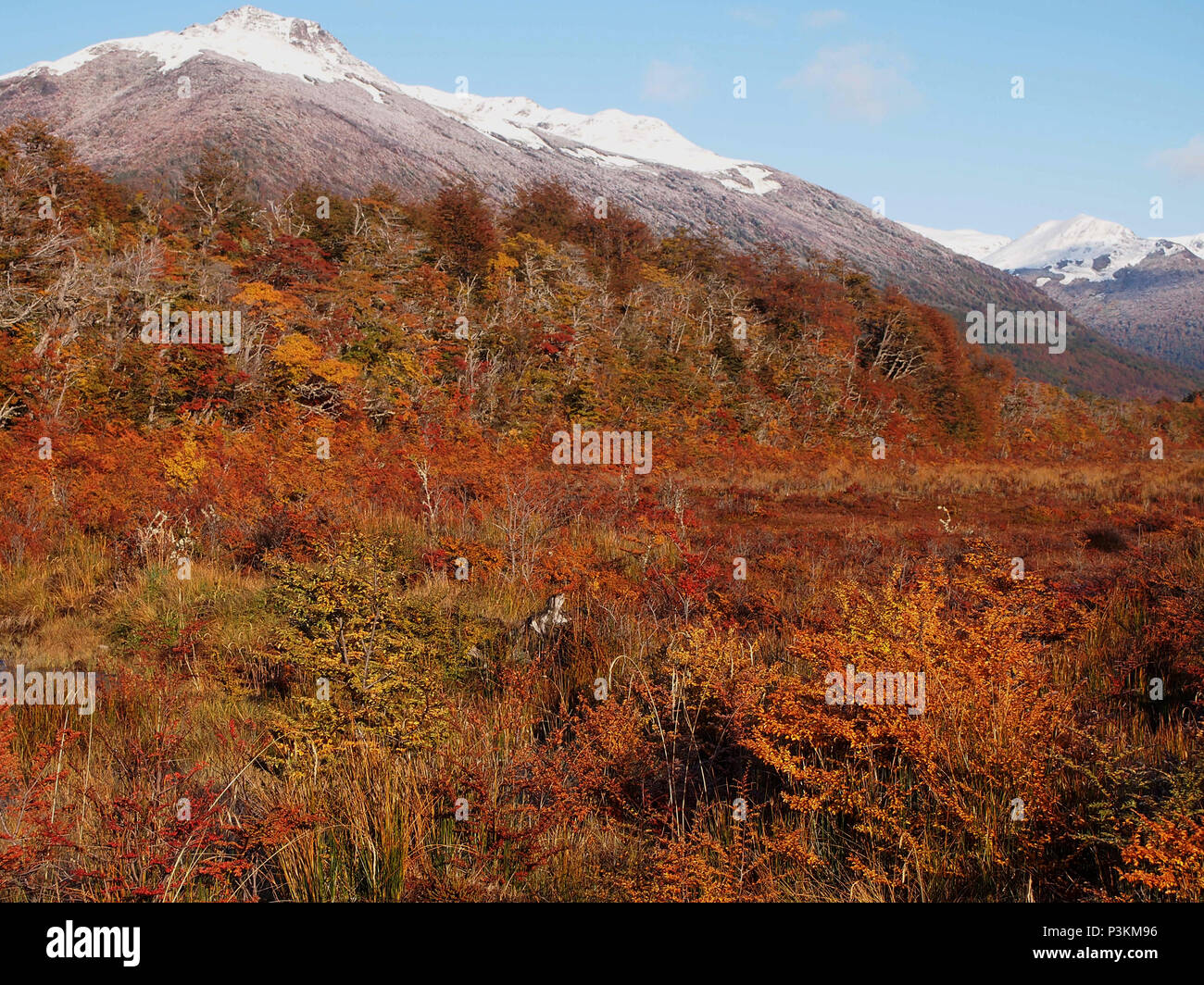 Herbst Farben der subpolaren Buchenwälder der Insel Navarino, Chile - südlichste Wälder der Welt Stockfoto