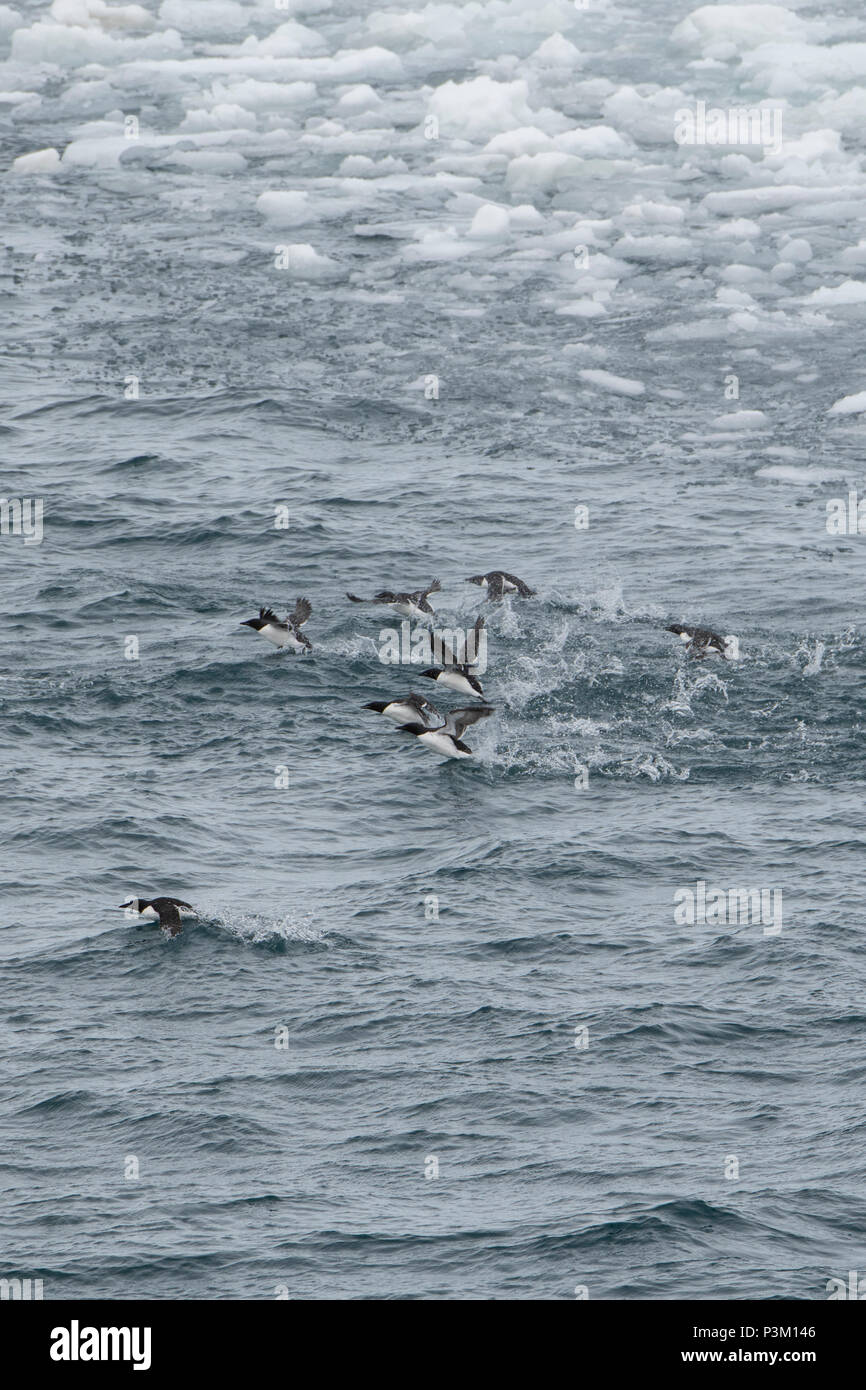 Norwegen, Spitzbergen, Svalbard Nature Reserve, Edgeoya (alias Edge Insel). Brunnich der trottellummen entlang der Kante des Meereises. Stockfoto