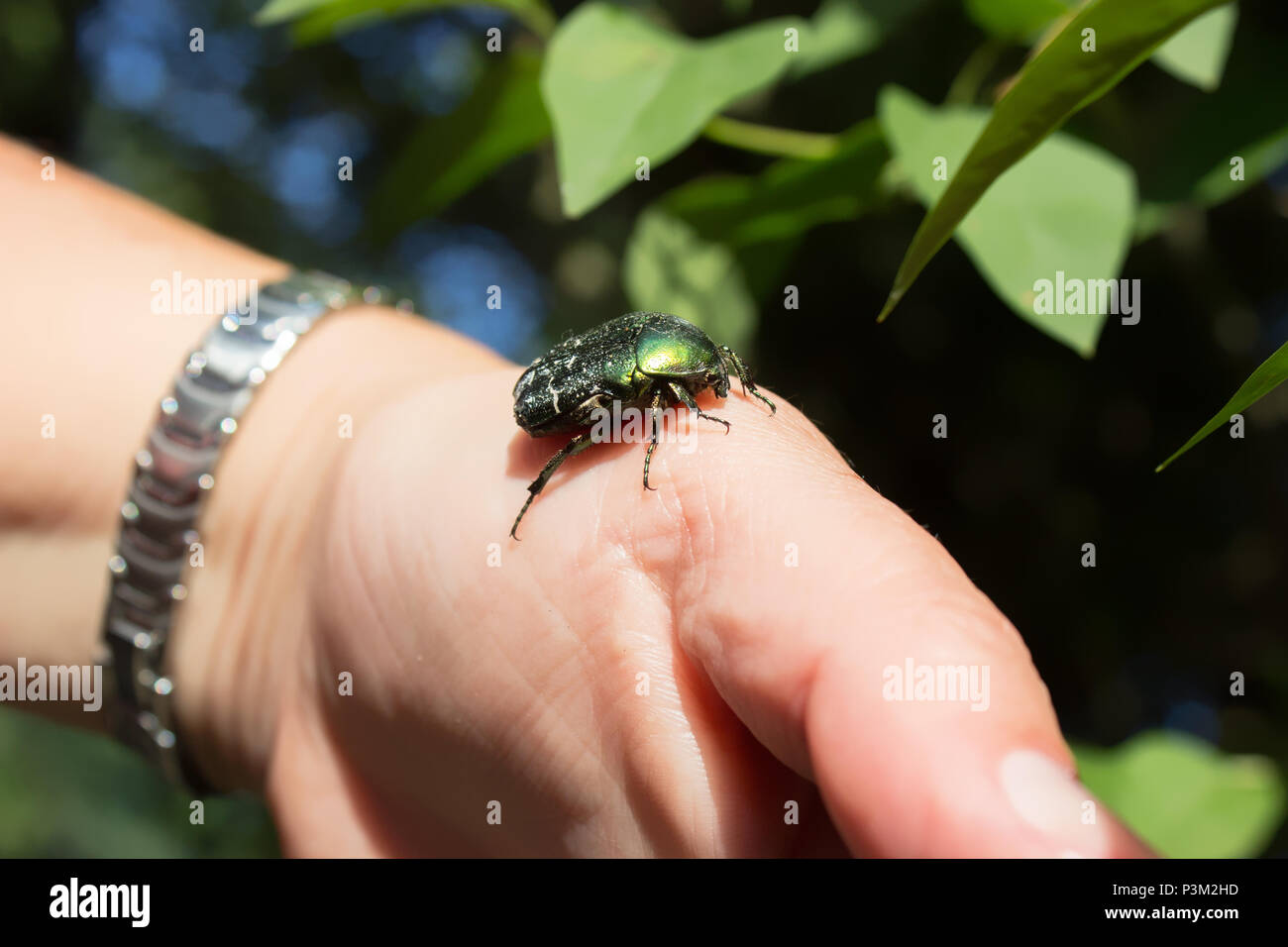 Cetonia aurata - rose Käfer oder die grüne rose Käfer - Käfer auf einer Hand Stockfoto