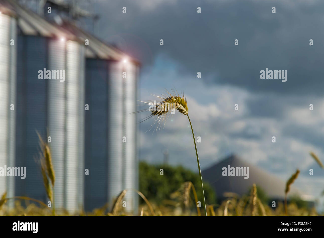 Gesunde Ernährung die Produktion auf Bauernhof mit blauem Himmel und Korntank voll Stockfoto