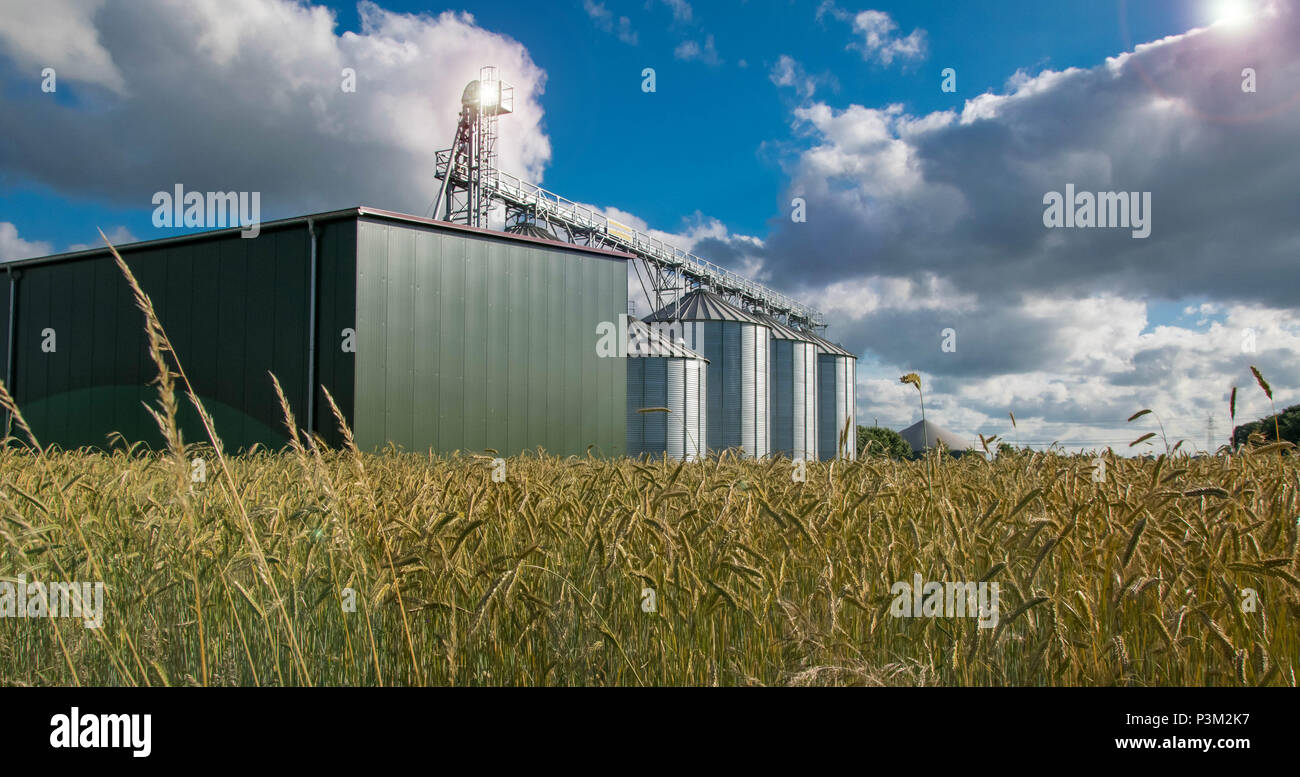 Gesunde Ernährung die Produktion auf Bauernhof mit blauem Himmel und Korntank voll Stockfoto