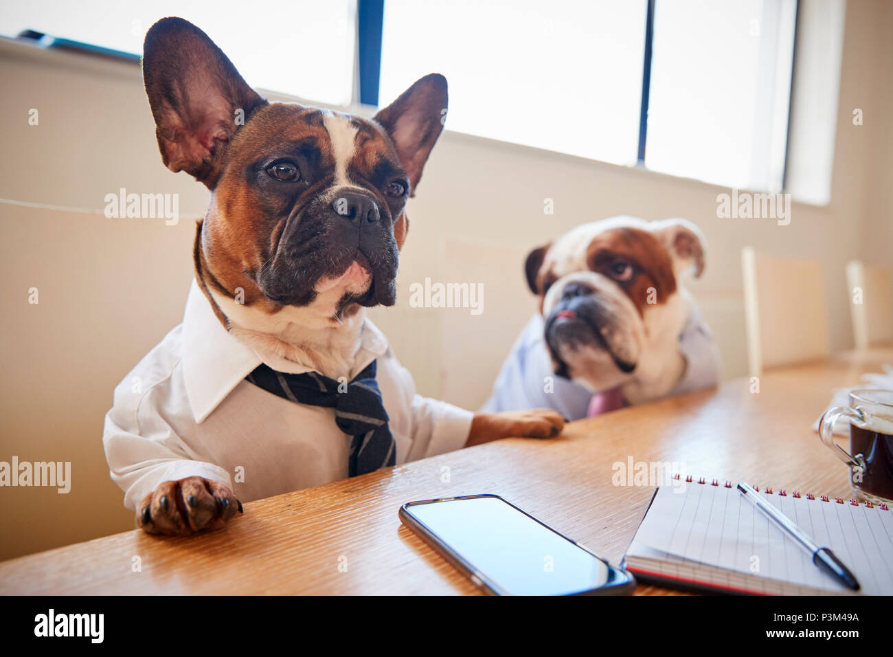 Zwei Hunde verkleidet als Unternehmer in Sitzung im Konferenzraum. Stockfoto