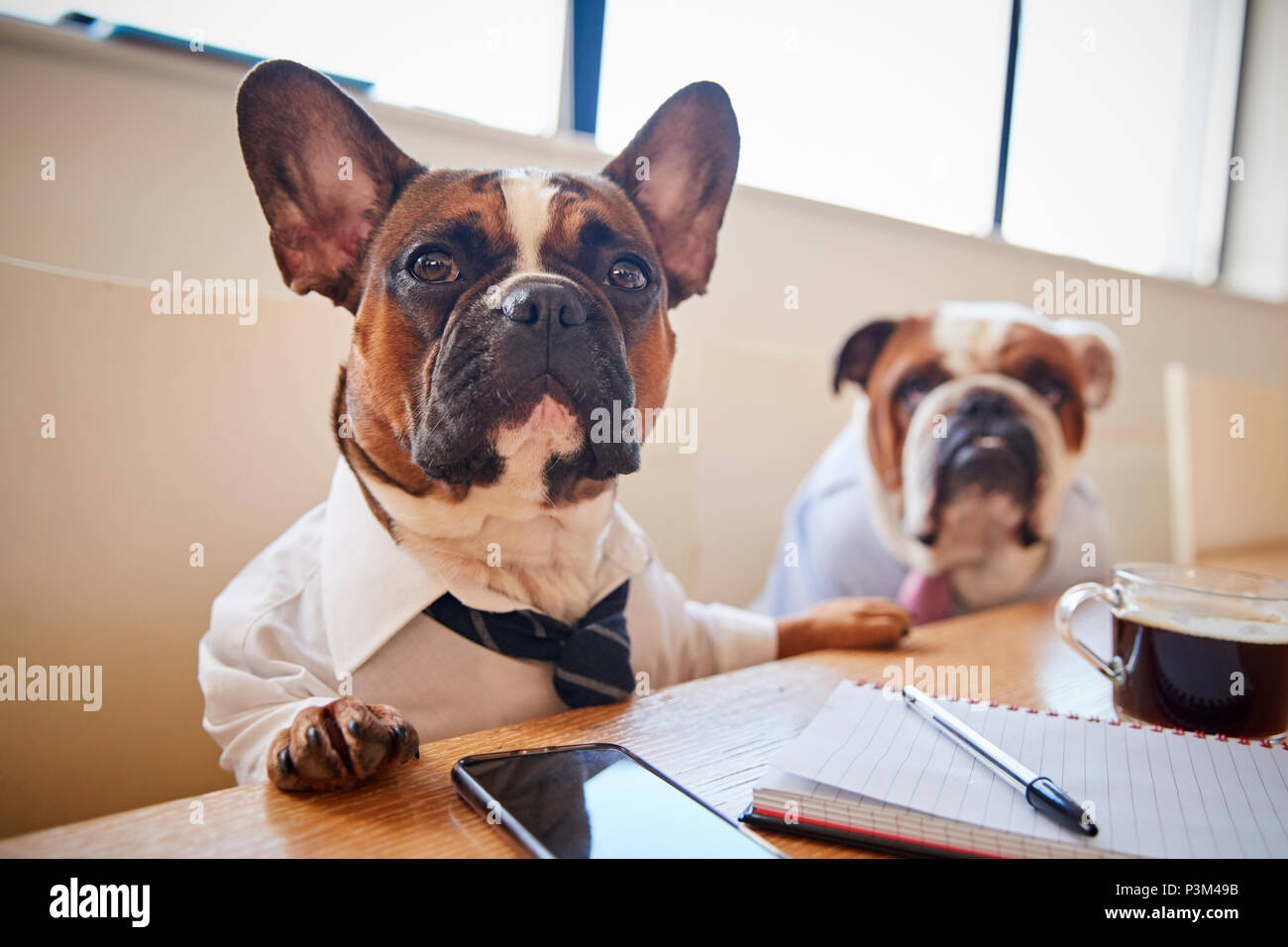 Zwei Hunde verkleidet als Unternehmer in Sitzung im Konferenzraum. Stockfoto