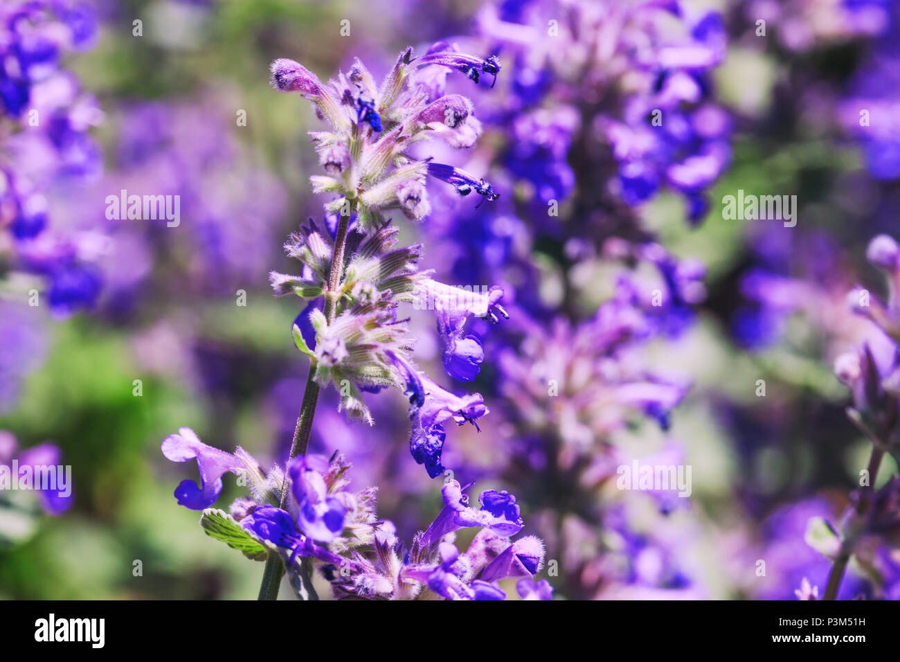 Lila Strauß Blumen im Garten. Erstaunlich violette Blume auf farbigen Hintergrund im Frühjahr oder Sommer. Blühende empfindlichen Pflanzen im Park. Stockfoto
