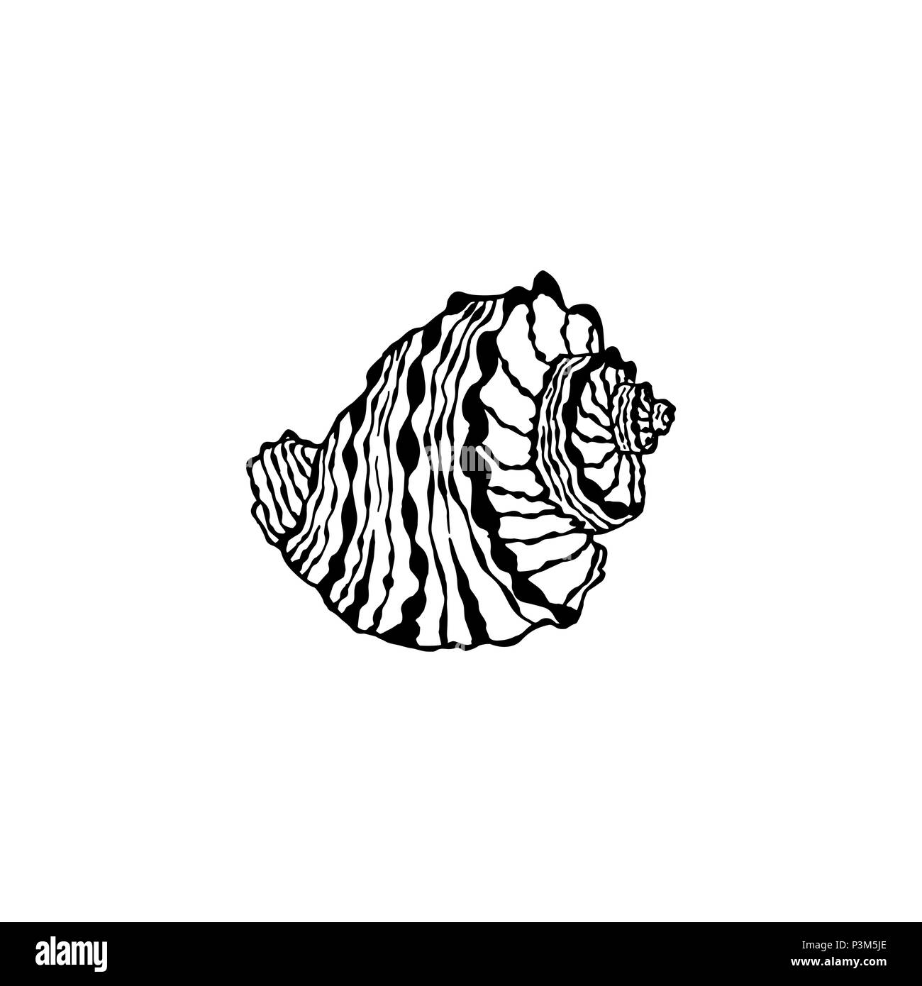 Vektor seashell. Abbildung der Skizzen Muschel Muscheln gezeichnet. Stock Vektor