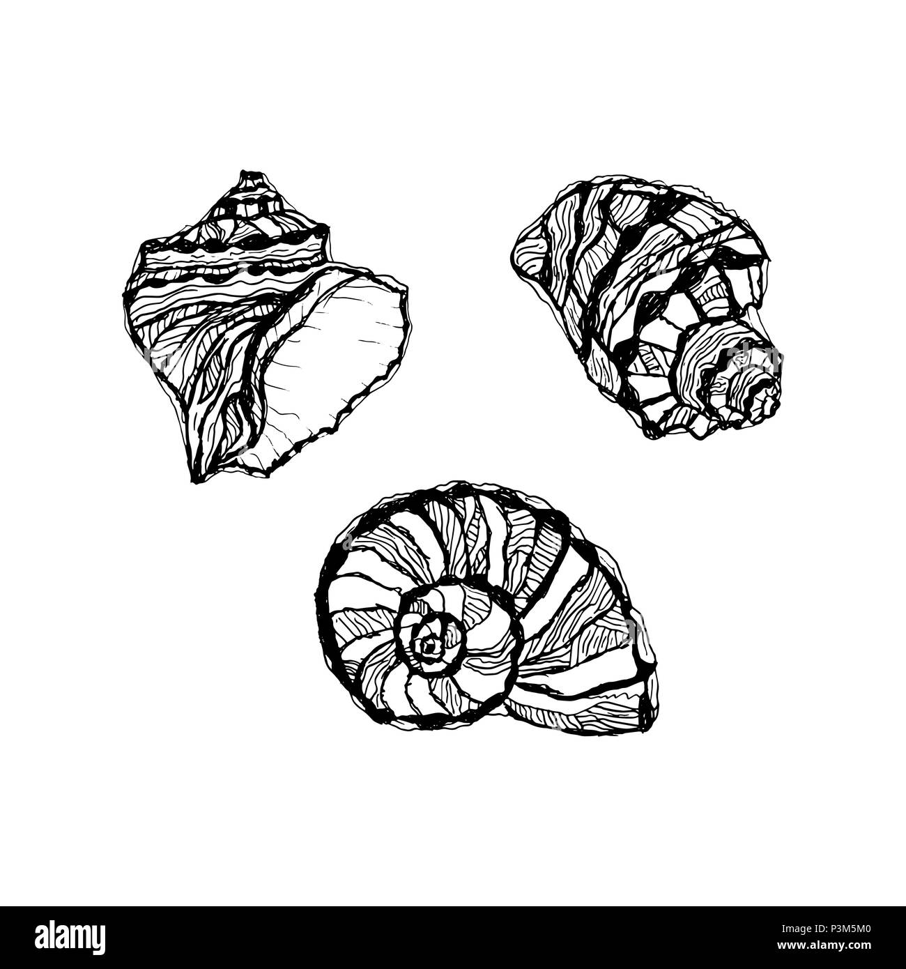 Vektor seashell eingestellt. Abbildung der Skizzen Muschel Muscheln gezeichnet. Stock Vektor