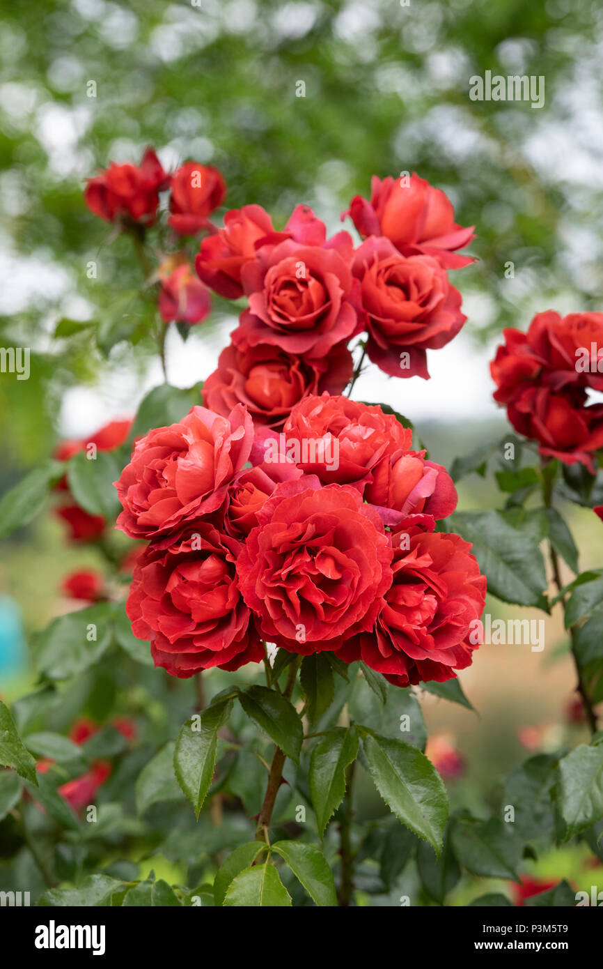Rosa "Heiße Schokolade"/Wekpaltlez. Floribunda rose. Großbritannien Stockfoto