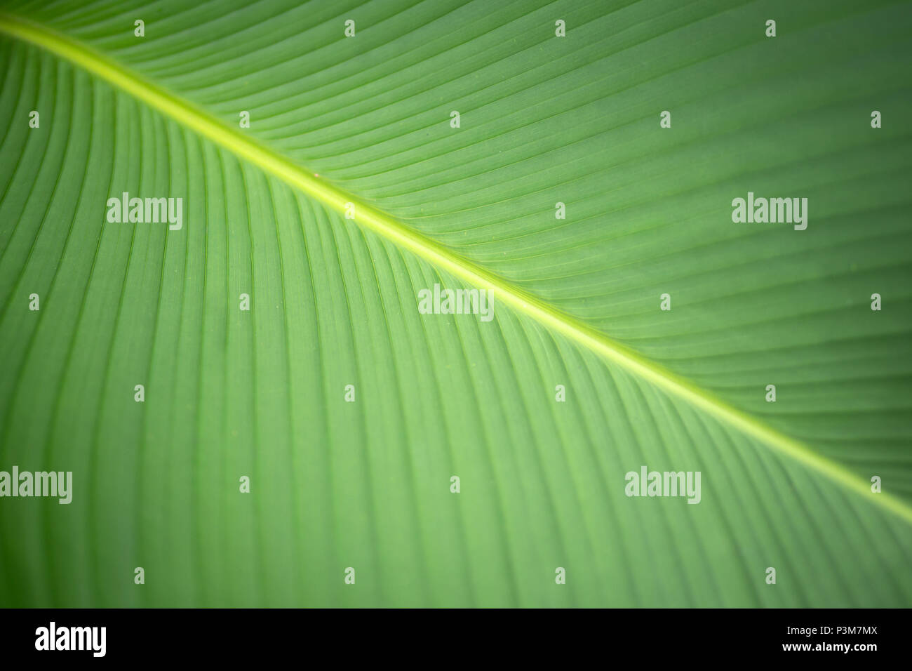 Grünes Blatt Hintergrund Stockfoto