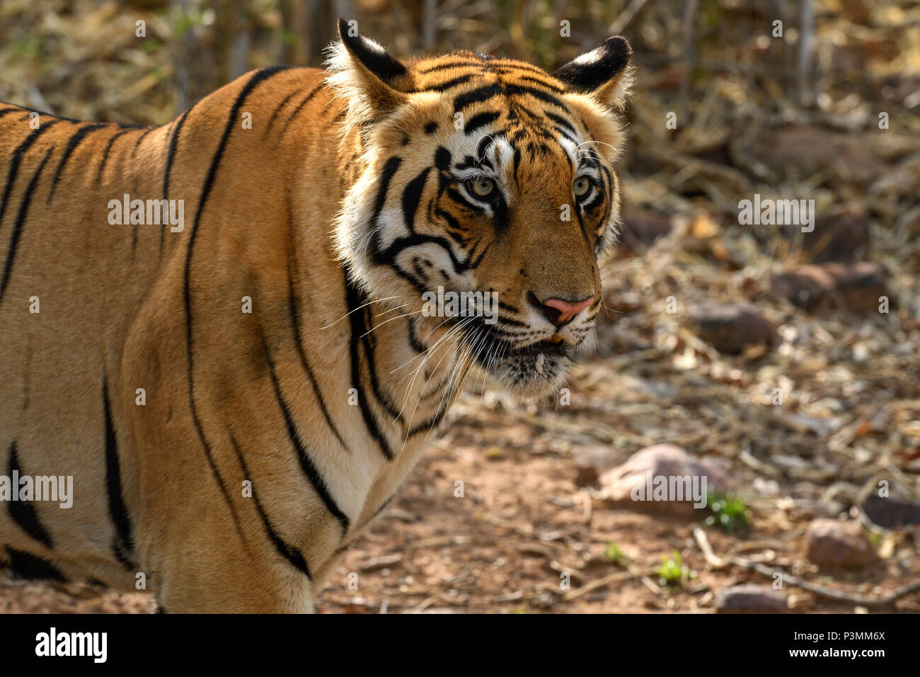 Royal Bengal Tiger Sub erwachsenen männlichen Cub in Andhari Tadoba Tiger Reserve, Indien, Big Cat Predator gefährdete Arten, zu Fuß in einer Bamboo Jungle, Sommer Stockfoto