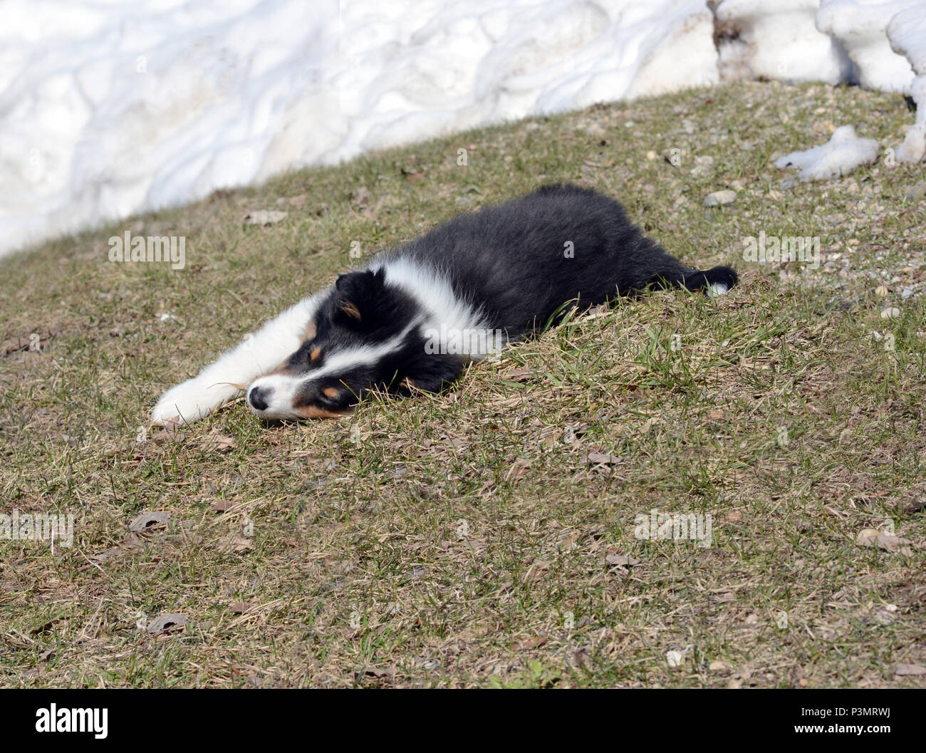 Ein Shetland Sheepdog (Sheltie) Welpen legt auf Gras, die aus weichem Schnee ausgesetzt ist. Stockfoto