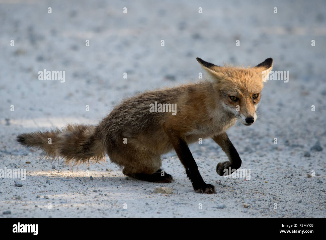 Red Fox entsteht aus Schilf bei Sonnenuntergang an der Bombay Haken National Wildlife Refuge, Delaware, USA Stockfoto