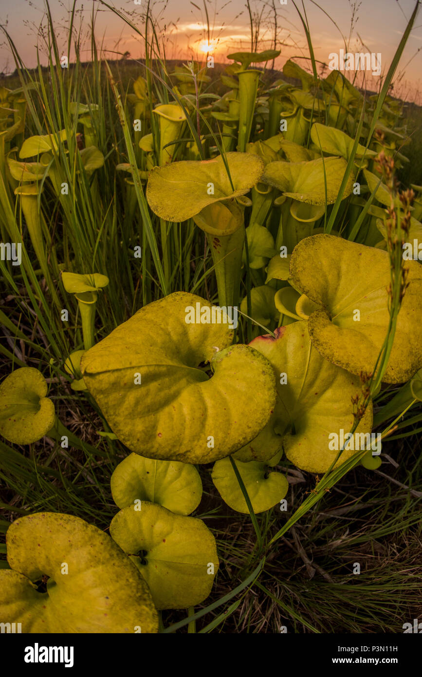 Die gelbe Pitcherplant (Sarracenia flava) ist eine ungewöhnliche räuberischen Anlage im Südosten der USA. Es ergänzt die Ernährung durch den Verzehr von Insekten. Stockfoto