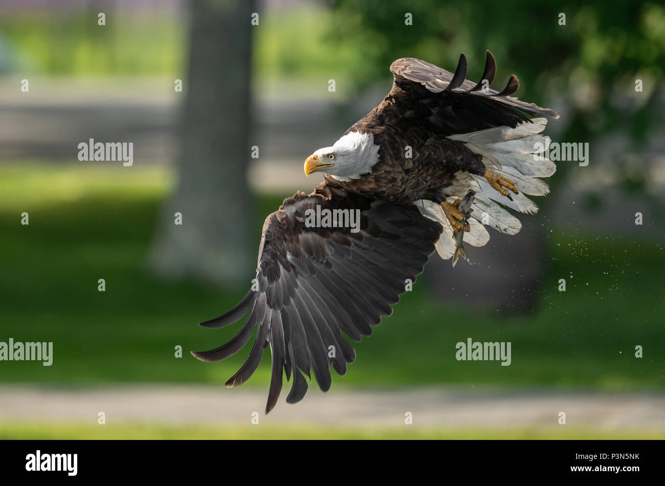 Weißkopfseeadler Jagd Stockfoto