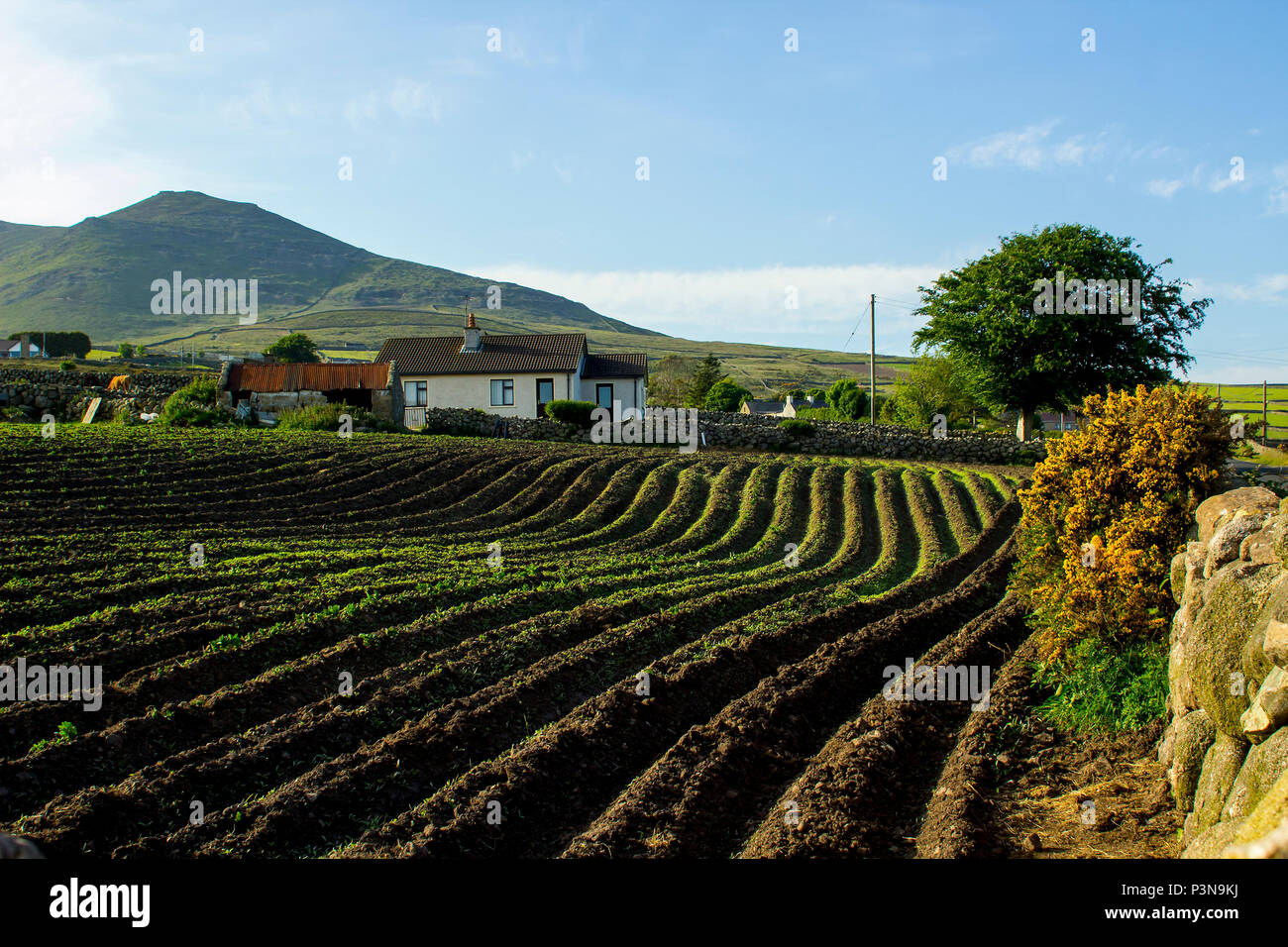 Eines gepflügten Feld für die Aussaat am Fuße der Mourne Mountains in der Nähe von Wicklow im County Down in Nordirland bereit Stockfoto