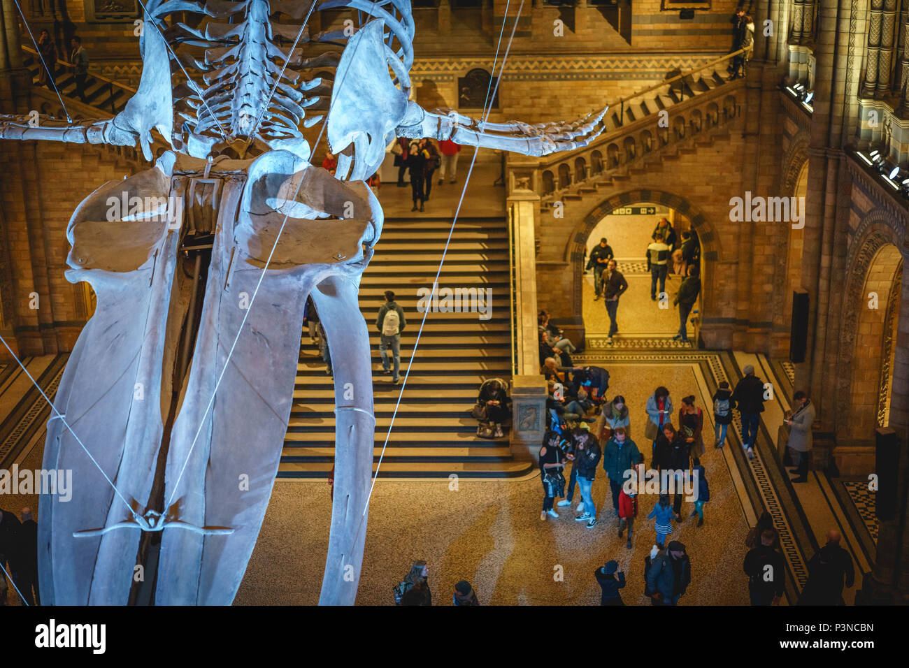 London, UK, Dezember 2017. Die neue Hintze Halle im Naturhistorischen Museum mit einem blauwal Skelett. Querformat. Stockfoto