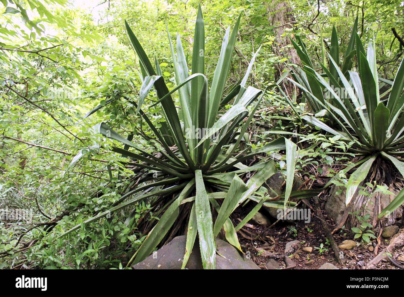 Eine wilde Ananas Pflanze, die in den Wald von Costa Rica Stockfotografie -  Alamy