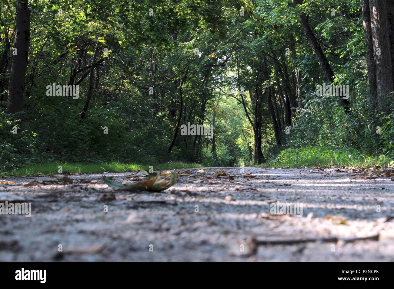 Wandern im Wald Stockfoto