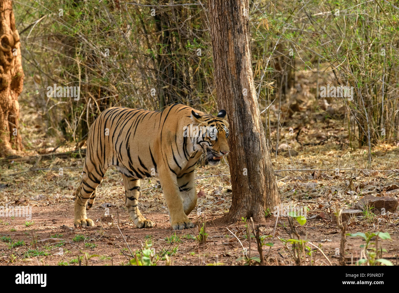 Royal Bengal Tiger Sub erwachsenen männlichen Cub in Andhari Tadoba Tiger Reserve, Indien, Big Cat Predator gefährdete Arten, zu Fuß in einer Bamboo Jungle, Sommer Stockfoto