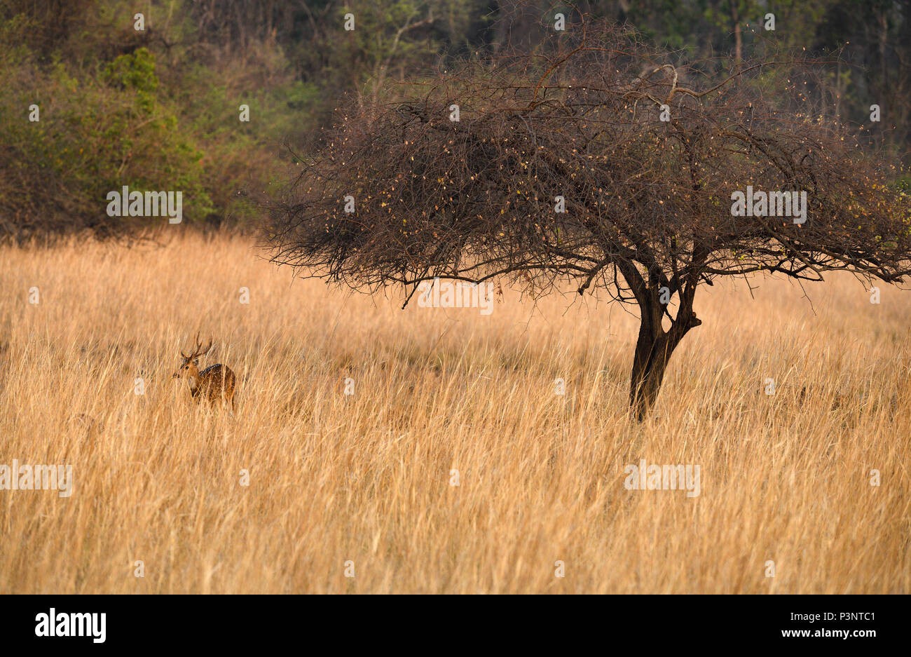 Spotted Deer, Chital in das göttliche Licht, das auf goldenen Gras und ein einzelner Baum am Andhari Tadoba Tiger Reserve in Chandrapur Maharashtra. Stockfoto