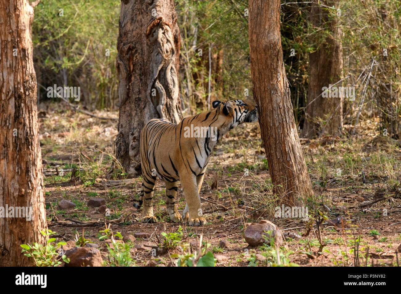 Royal Bengal Tiger Sub erwachsenen männlichen Cub in Andhari Tadoba Tiger Reserve, Indien, Big Cat Predator gefährdete Arten, zu Fuß in einer Bamboo Jungle, Sommer Stockfoto